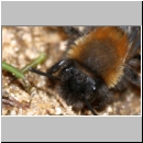 Andrena clarkella - Sandbiene w05b 13mm.jpg